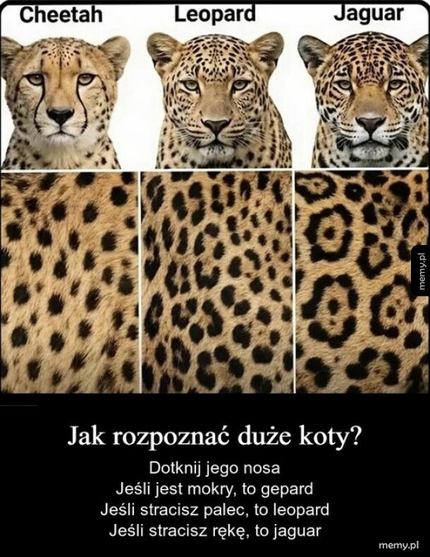 Trzy duże koty: gepard, leopard i jaguar z widocznymi różnicami w ich futrze.