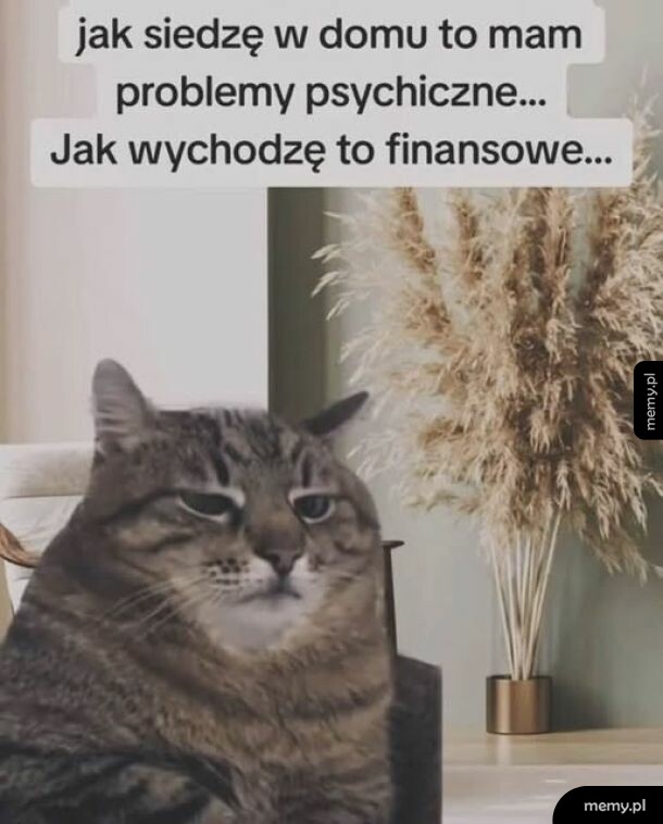 Kot siedzący w domu z rośliną w tle.