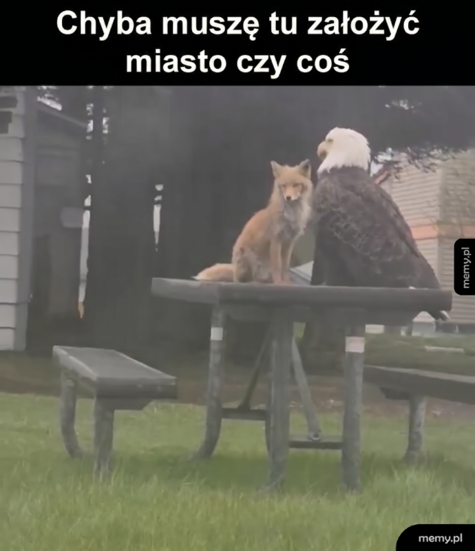 Lis siedzi na stole obok orła, w tle widoczny dom.