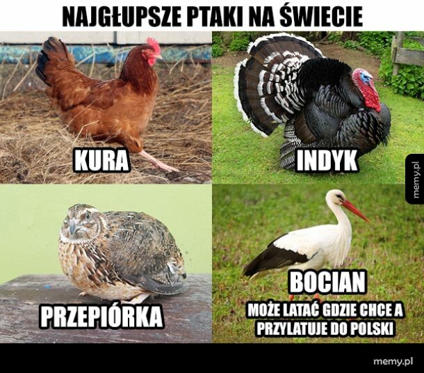 Najgłupsze ptaki na świecie