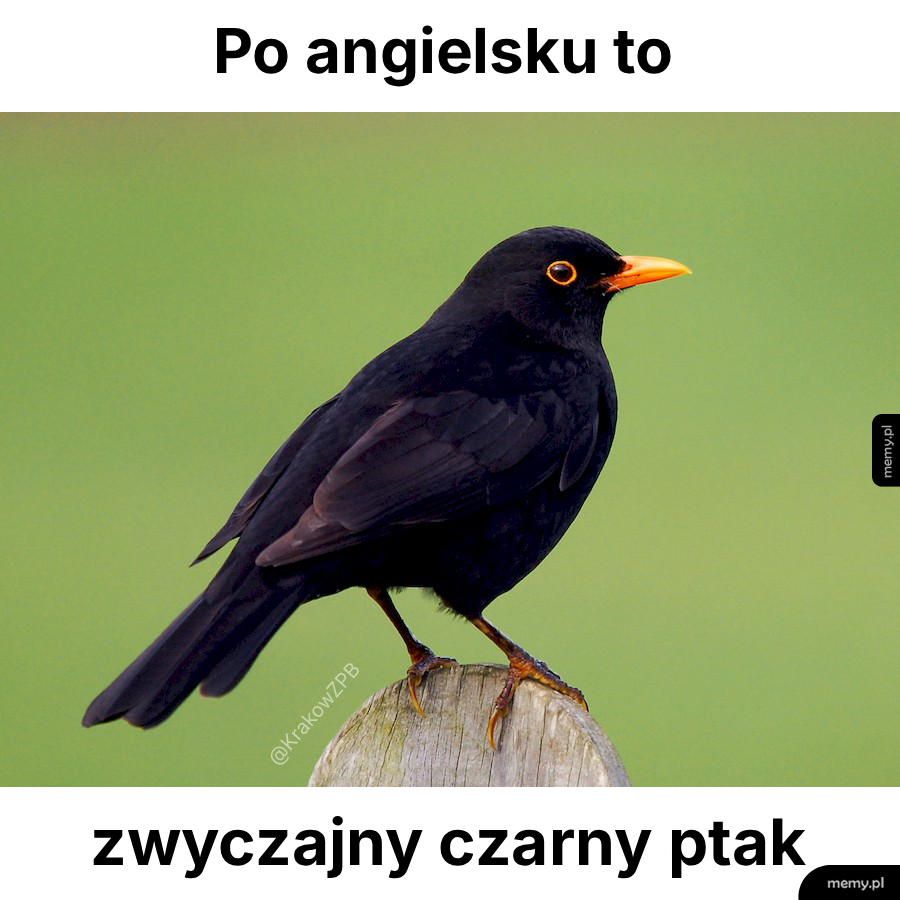 Czarny ptak na drewnianym słupku z pomarańczowym dziobem.