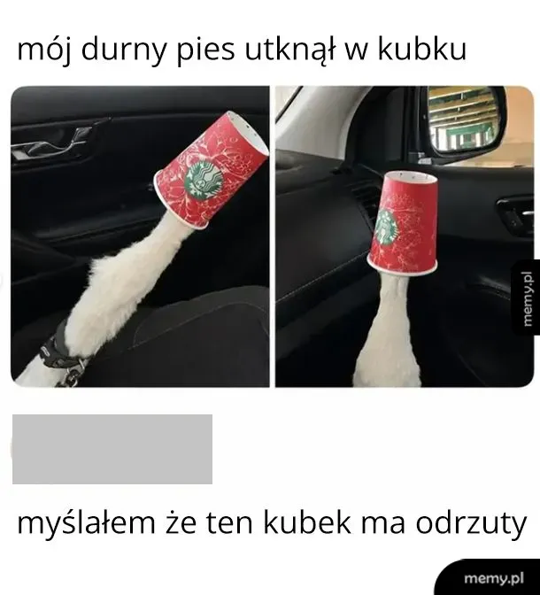 Pies z białym futrem ma kubek na głowie, siedząc w samochodzie.