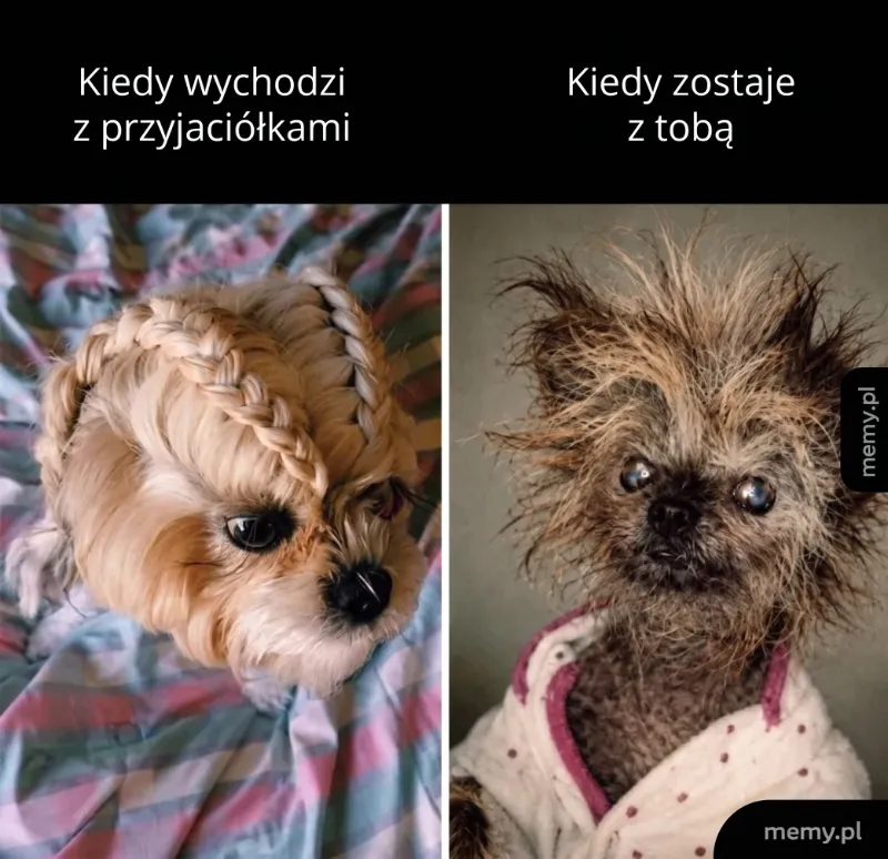 Pies z warkoczami obok psa z niechlujnym wyglądem.