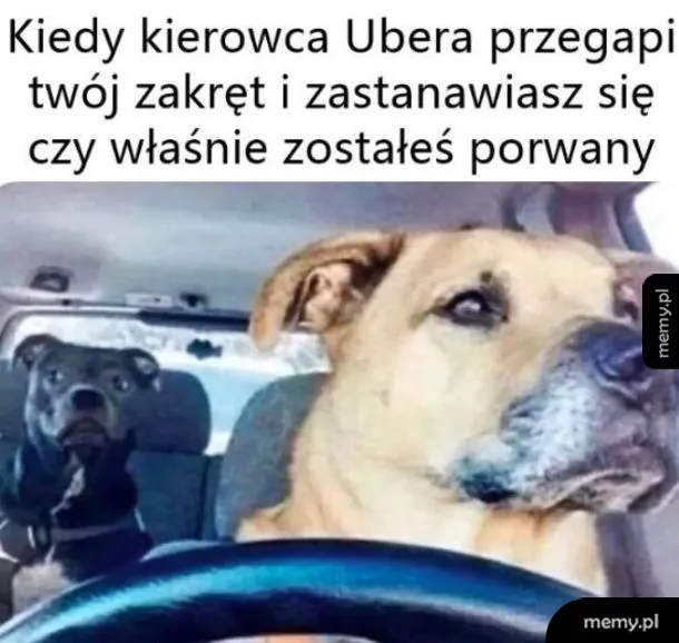 Dwa psy w samochodzie, jeden za kierownicą, drugi z tyłu.