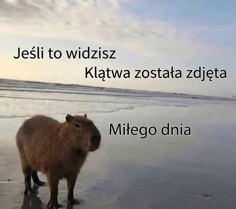 Kapibara stoi na plaży przy wodzie.