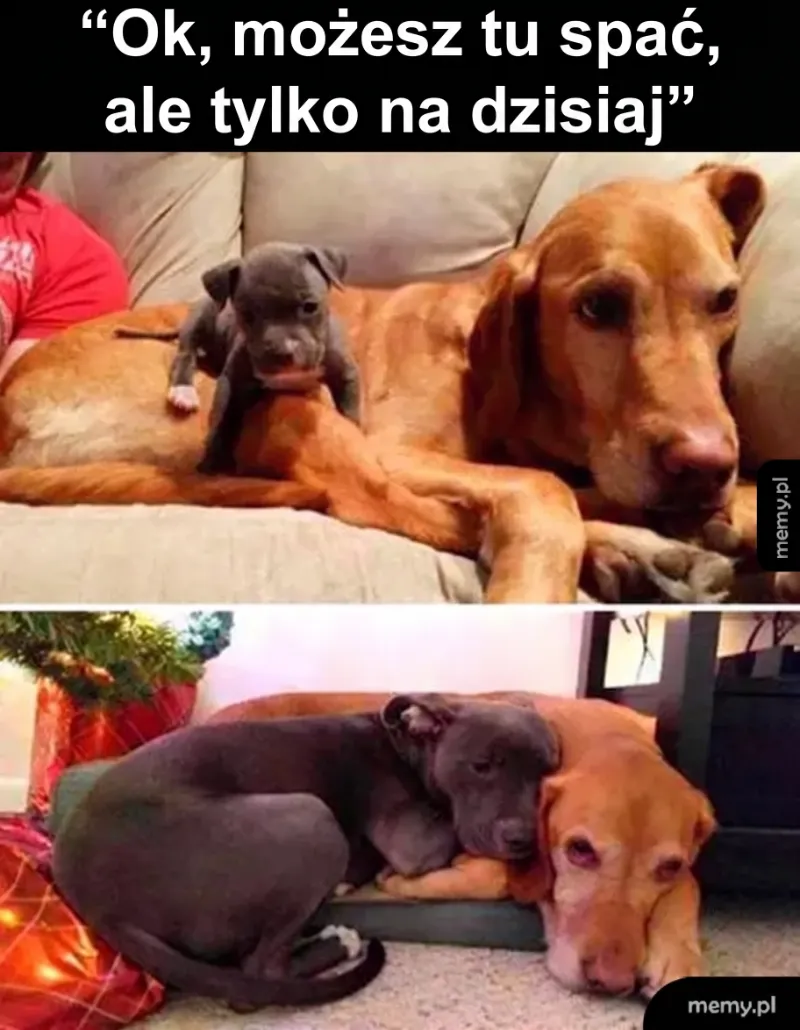 Trudno odmówić