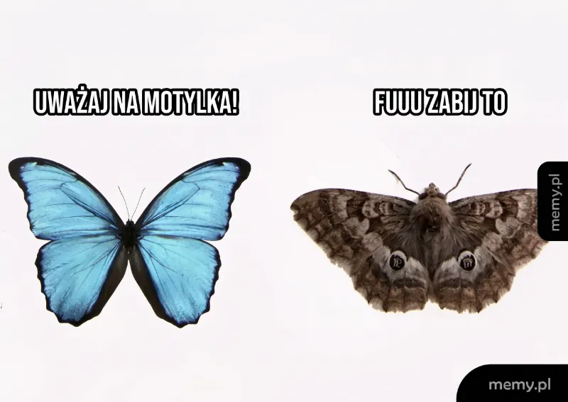 Motyl w intensywnym niebieskim kolorze obok brązowego, mniej atrakcyjnego motyla.