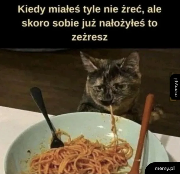 Kot jedzący spaghetti z talerza.