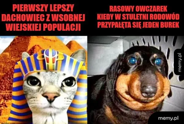 Kot w egipskim kapeluszu obok psa rasy owczarek.