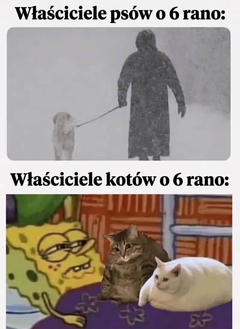 Osoba z psem w śniegu i dwa koty na łóżku.