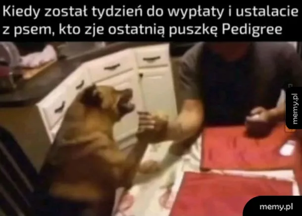 Negocjacje z psem