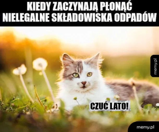 Kot leży na trawie w słoneczny dzień, otoczony kwiatami.