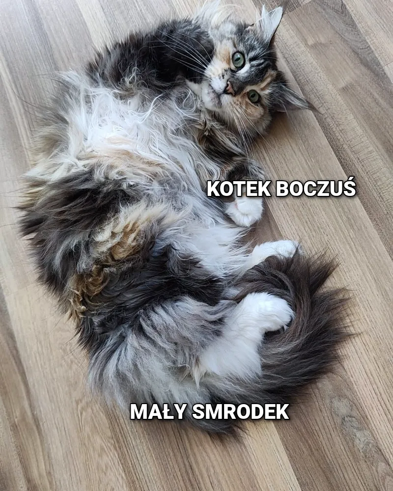 Boczek