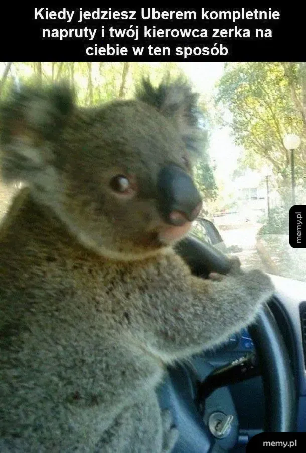 Koala siedząca za kierownicą samochodu.