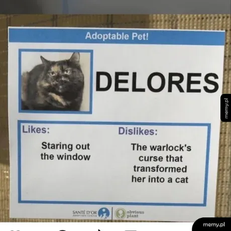 Plakat adopcyjny z kotem o imieniu Dolores.