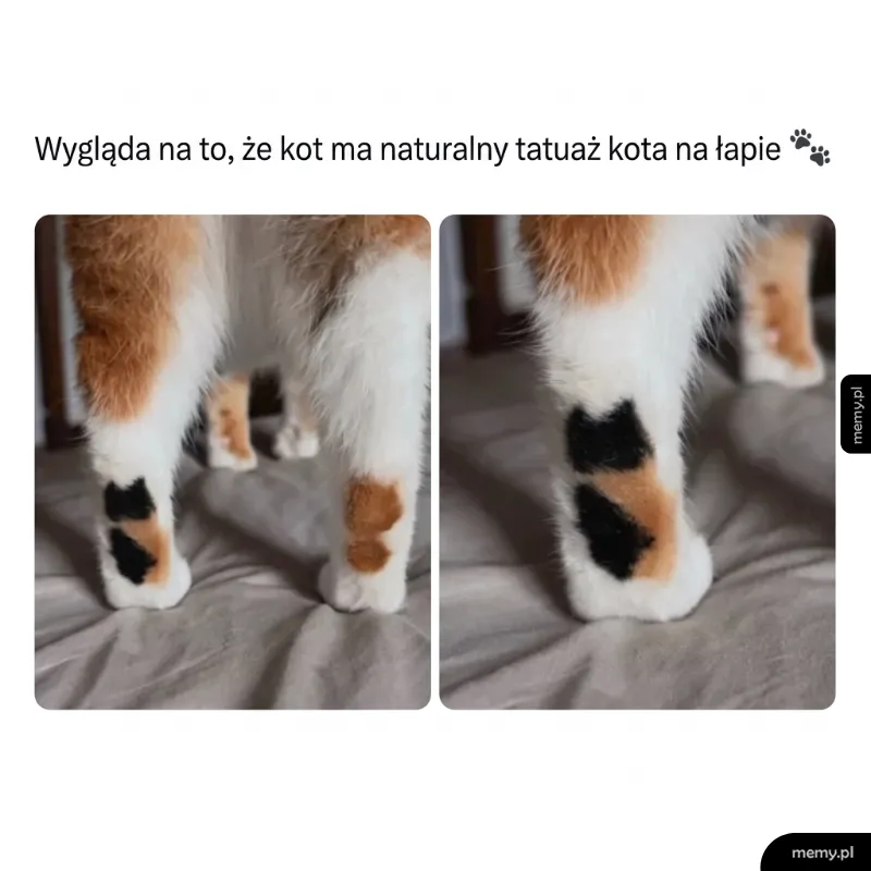 Dwie łapy kota z naturalnym wzorem przypominającym tatuaż.