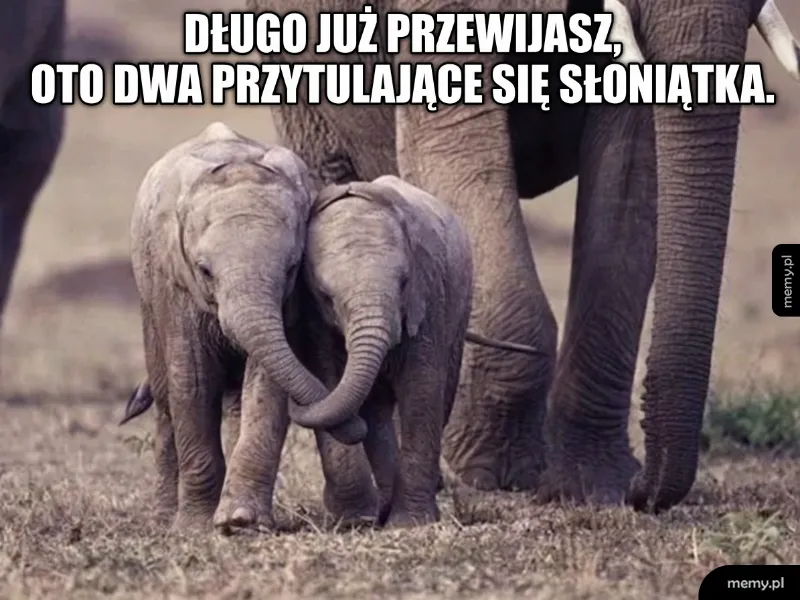 Dwa małe słonie przytulają się wśród większych słoni.
