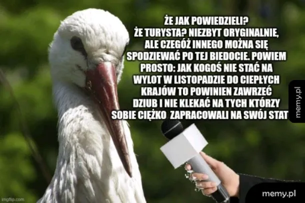 Bocian z bliska, trzymający mikrofon.