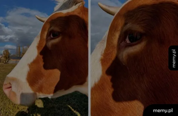 Profil krowy z wyraźnym cieniem na jej boku.