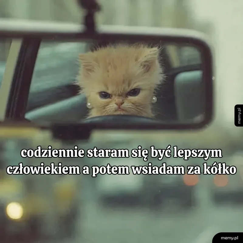 Mały kot siedzący za kierownicą w lusterku samochodowym.
