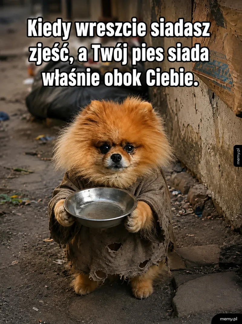Mały, puszysty pies rasy pomeranian w zniszczonym ubraniu żebraka trzyma pustą miskę.