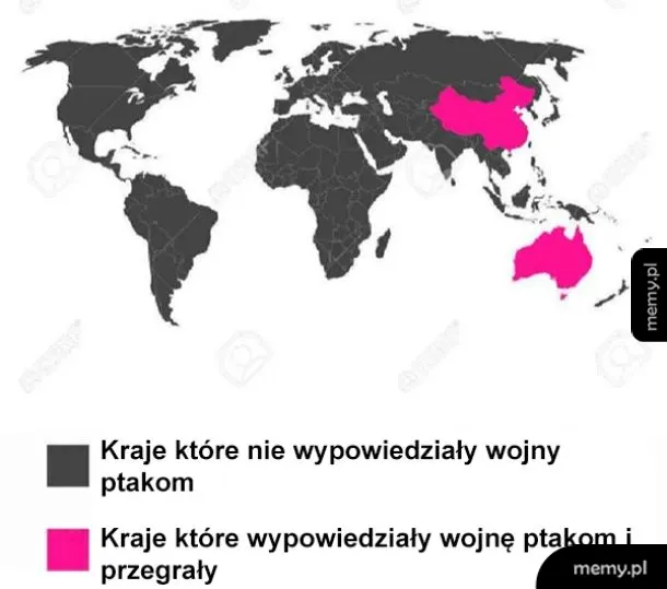 Wojna z ptakami ⚔️🐦