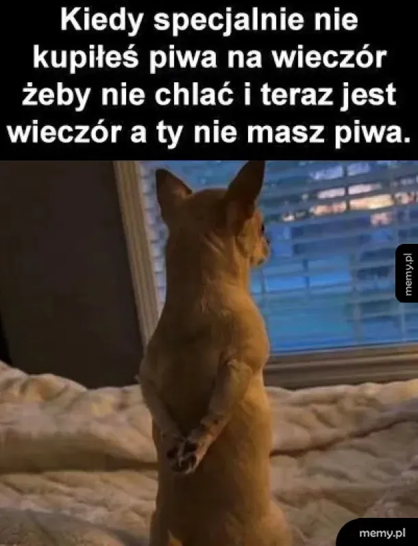 Pies stojący na tylnych łapach i patrzący przez okno.