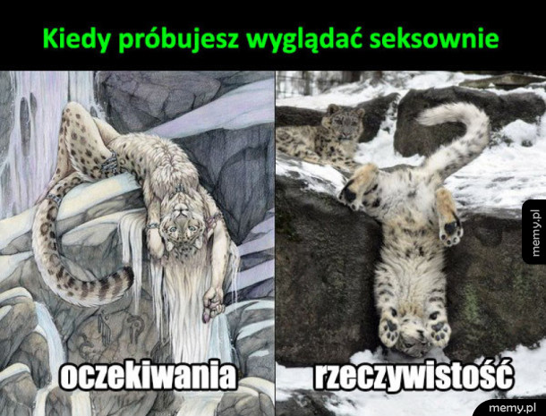 Seksowny lampart