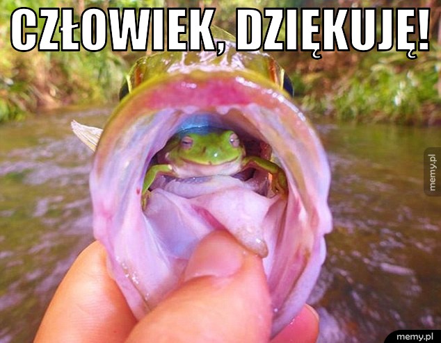           Żaba