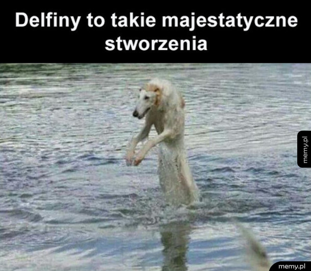 Delfiny są piękne