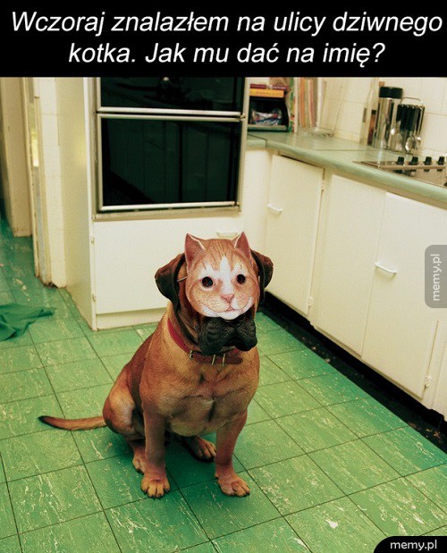    Kotek