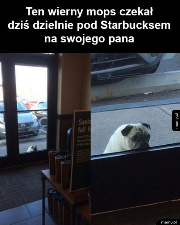 Biedny piesek