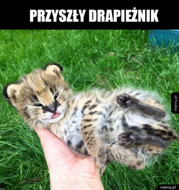 Młody Jaguar