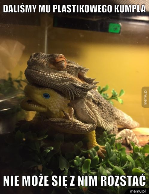 Plastikowy kumpel