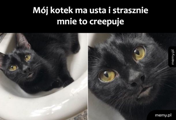 Usteczka