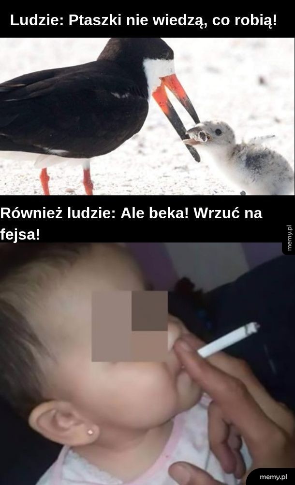Bombelek już ma przebite uszy