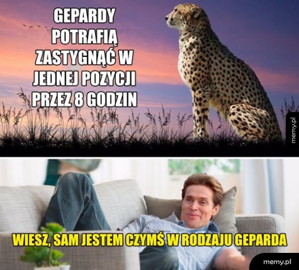 Gepard