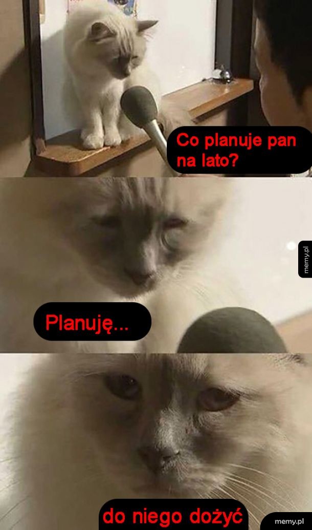 Plany kitku