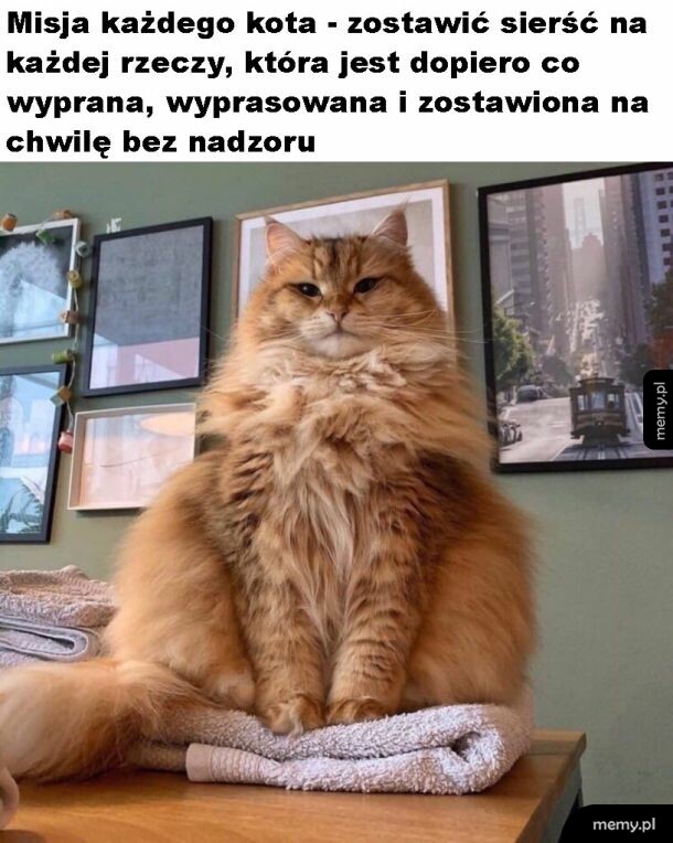 Koty takie są