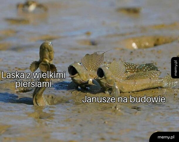 Laska z wielkimi piersiami na budowie