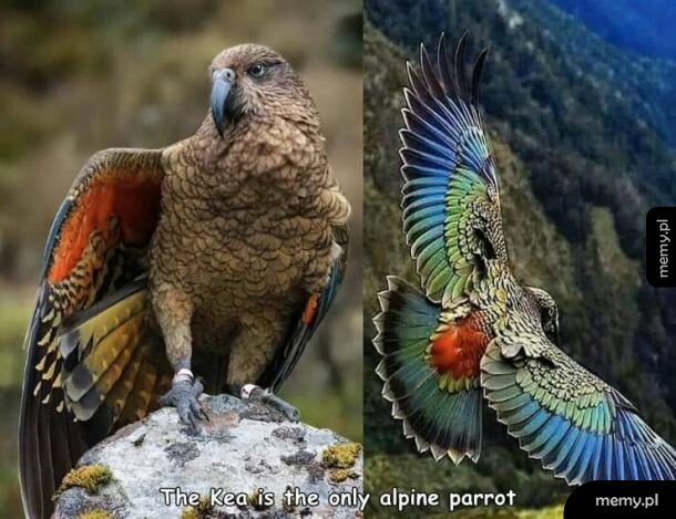 Piękna