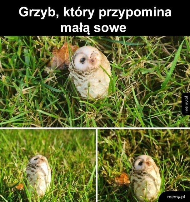 Grzyb jak sowa
