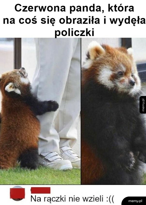 Czerwona panda