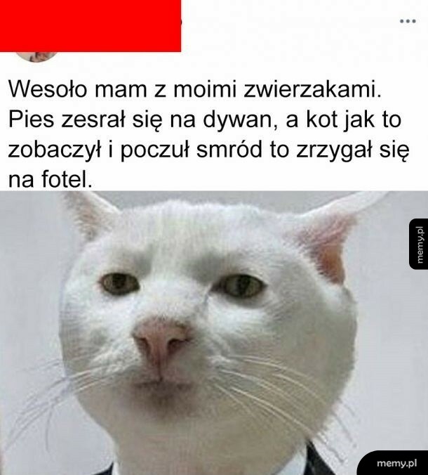 Życie ze zwierzakami