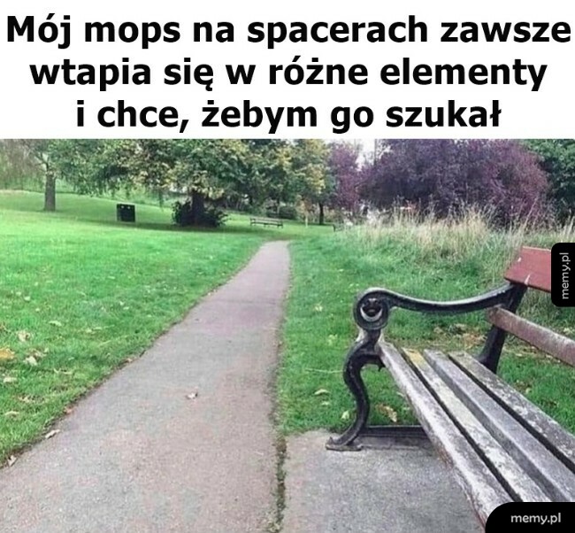 Znajdź mopsa