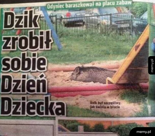 Dzik leżący w piaskownicy na placu zabaw