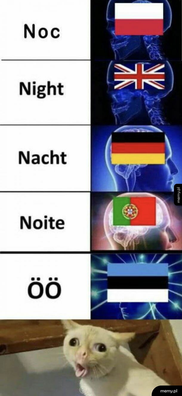 Mem z rozwijającym się mózgiem pokazujący słowo noc w różnych językach oraz zaskoczonego kota na końcu.