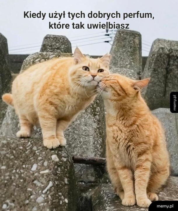 Dwa rude koty ocierają się o siebie na tle betonowych bloków.