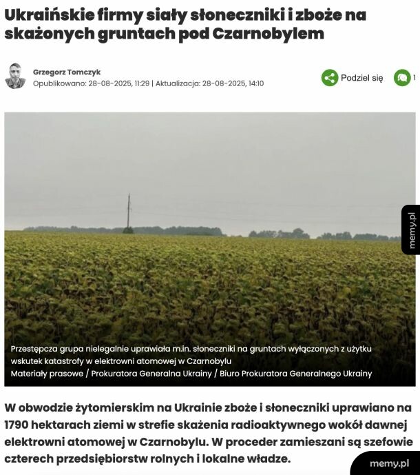 Pole słoneczników pod Czarnobylem na skażonym gruncie