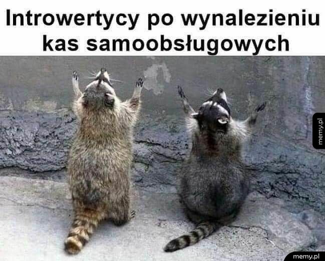 Dwa szopy pracze stoją na tylnych łapach z rękami uniesionymi w górę, patrząc w niebo.